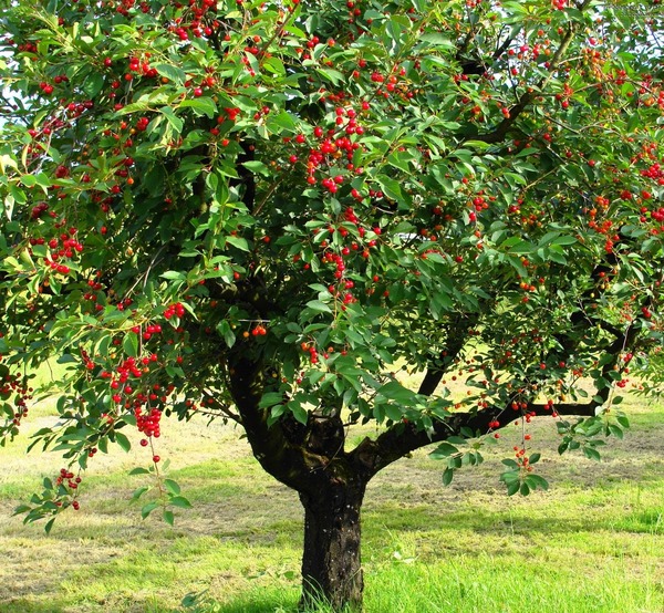 De qelle famille d'arbres font partie les pommiers, amandiers, cerisiers....
