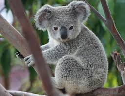 Le koala appartient à la famille des ours.