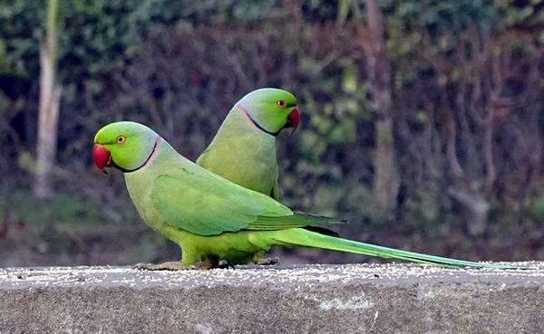 Je vous présente deux perroquets verts du Gabon !