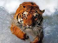 Lequel de ces animaux est principalement chassé par le tigre ?