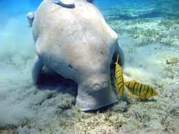 Quel est le cri du dugong ?
