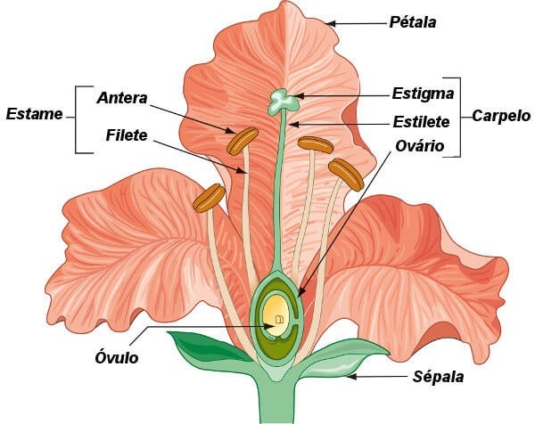 Quando as flores apresentam somente estruturas femininas e masculinas, são chamados de: