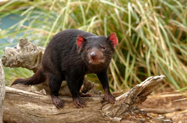 Quel est le nom de l’animal qui aurait disparu de Tasmanie dans les années 1930 ?