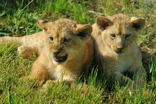 Vers quel âge les lionceaux sont-ils sevrés ?