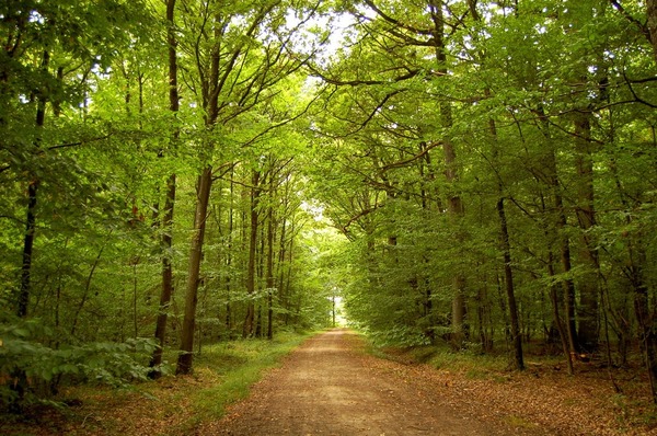 Quelle forêt de France abrite le chêne des Six Frères, vieux de 500 ans ?