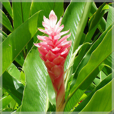 Donnez le nom usuel de cette fleur ?