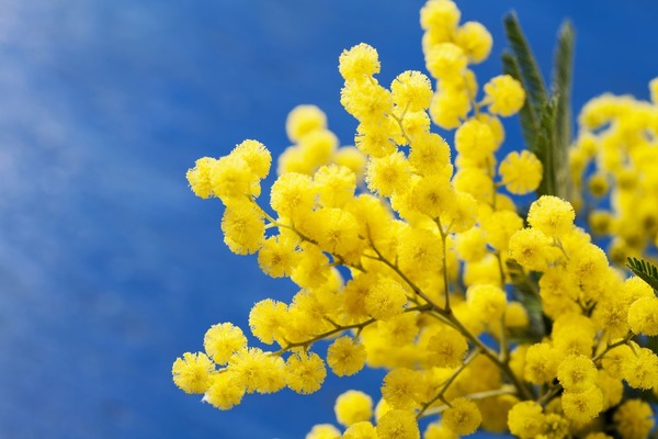 Donnez le nom botanique et la famille du Mimosa :