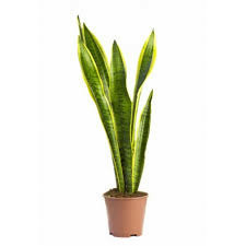 Donnez le nom usuel, le nom botanique et la famille de cette plante ?