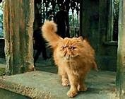 Comment s'appelle le chat de Hermione ?