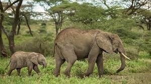 Quelle est la cause de mortalité la plus fréquente chez les éléphants en liberté ?