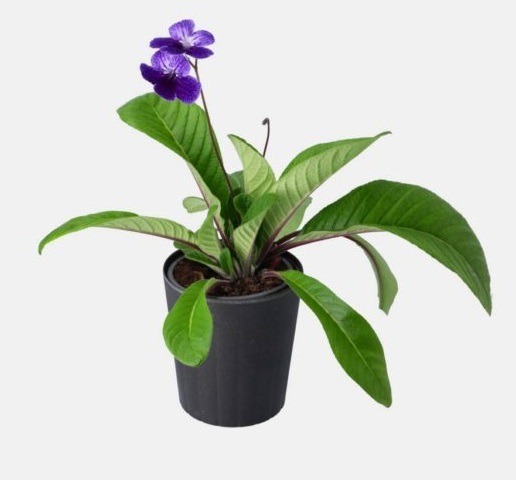 Donnez le nom usuel de cette plante :