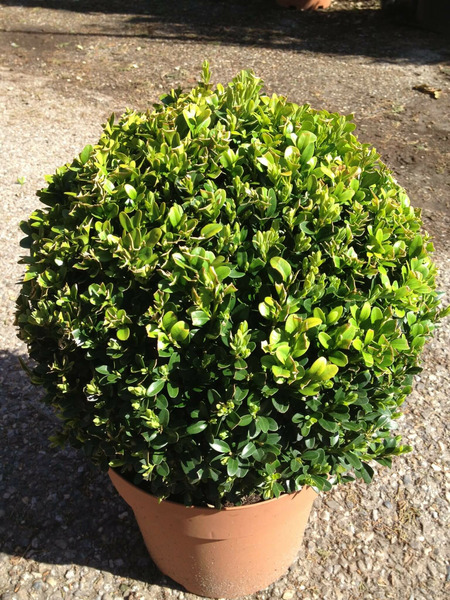 Donnez le nom usuel de cette plante ?