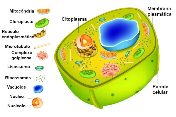 O que é o Citoplasma?