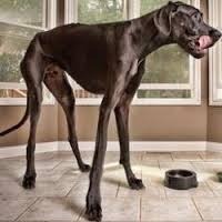 Quelle taille fait le plus grand chien du monde ?