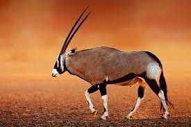 La zone de répartition de cette grande gazelle s'étend des dunes de Namibie au désert du Kalahari...