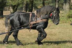 4) Kiedy zaczęto używać konia do pracy ?