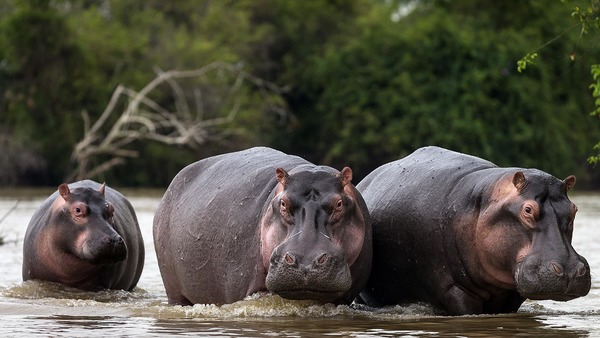 Quel est le poids quotidien de matières fécales produites par un hippopotame ?