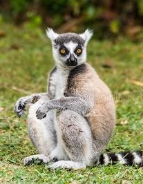 Il y a plusieurs espèces de _____ (mammifère à longue queue) à Madagascar