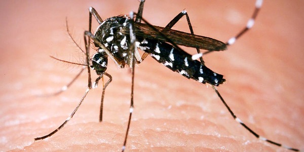 Où a été repéré pour la première fois le virus Zika transmis par la piqûre d'un moustique tigre ?