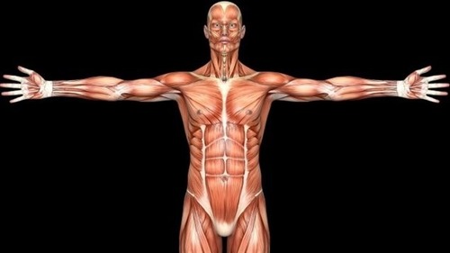 Quel est le muscle le plus fort de votre corps ?