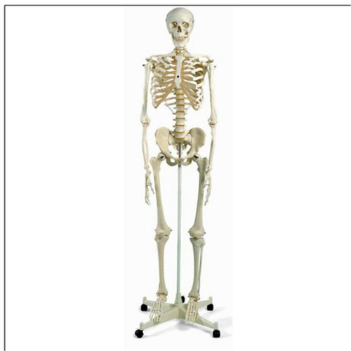 L'os le plus petit du corps se situe dans...