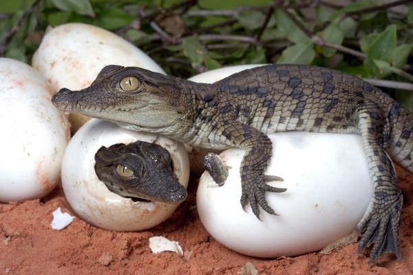 Par quoi est déterminé le sexe du crocodile ?