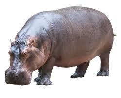 Combien de personnes sont tuées chaque année par un hippopotame ?