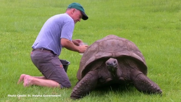 La tortue la plus âgée du monde a fêté ses ?
