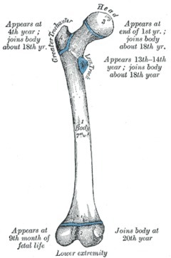 L'os le plus long du corps humain est ...