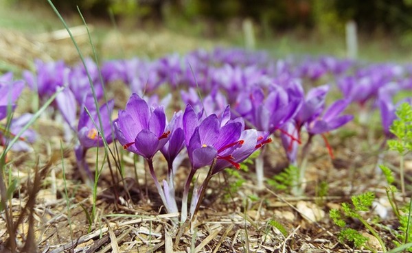 En Europe, quelle est la première fleur qui pousse généralement à la fin de l'hiver ?