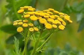 Donnez le nom usuel de cette fleur :