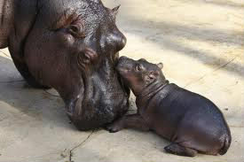 A combien d'années s'élève approximativement l'espérance de vie d'un hippopotame ?