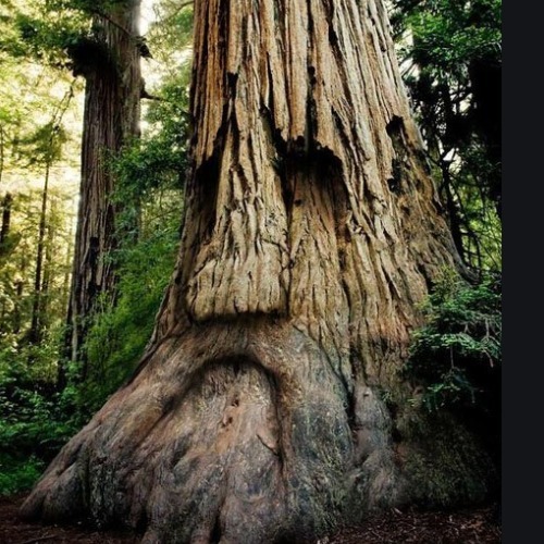 Où se situe le plus vieil arbre du monde ?