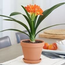 Donner le nom usuel de cette plante ?