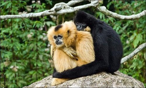 Quel est ce singe qui ne voue son amour qu'à une seule femelle à laquelle il demeure fidèle toute la vie ?
