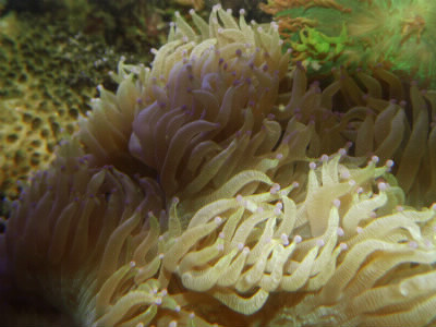 De quoi les récifs coralliens ont besoin pour survivre et prospérer ?