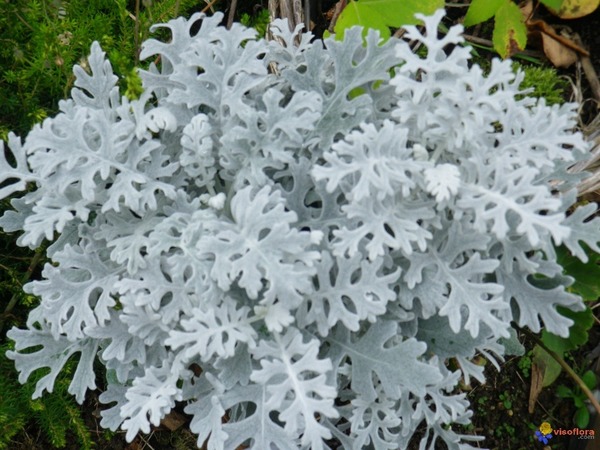 Donnez le nom usuel, le nom botanique et la famille de cette plante :