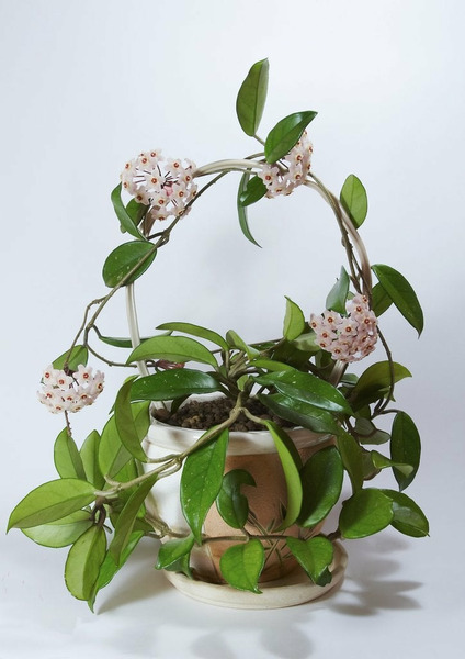 Donnez le nom usuel de cette plante ?