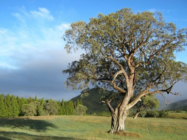 Quelle espèce d’arbres est spécifique au parc national de La Réunion ?