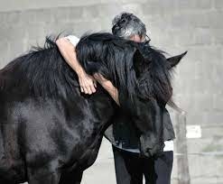 Comment appelle-t-on le fait d'être soigné au contact des chevaux ?