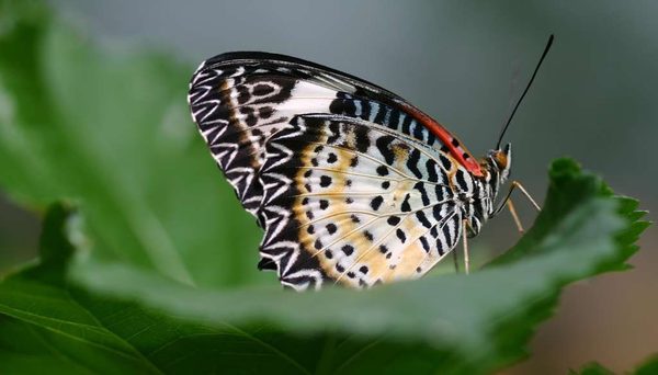 Les ailes du papillon sont constituées d'écaille