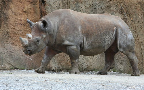 Pourquoi le rhinocéros noir est-il braconné ?