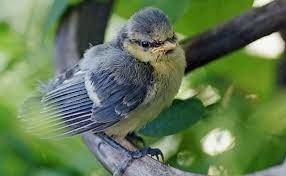 Trouvez le nom de ce petit oiseau !