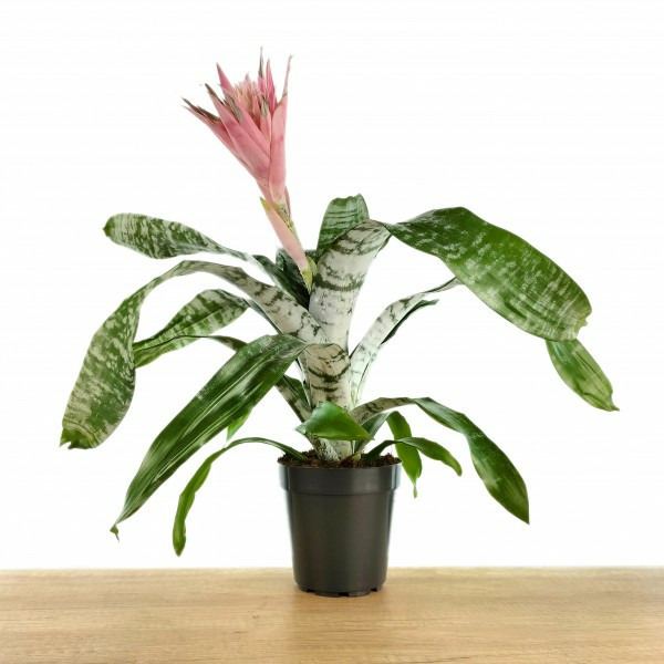 Donnez le nom usuel de cette plante.