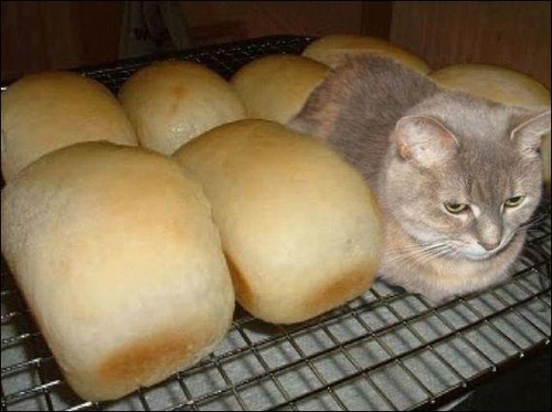 Quel animal se prend pour un pain ?