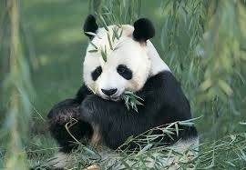 Quel pays associez-vous au panda géant ?