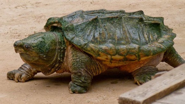 Quelle partie de son corps utilise la tortue alligator pour attirer ses proies ?