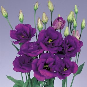 Donnez le nom usuel, le nom botanique et la famille de cette fleur :
