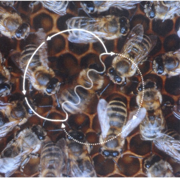 Etude scientifique des comportements animaux (homme inclu) dans leur milieu naturel ou expérimental. Karl von Frisch en est un grand nom, notamment pour ses études sur la communication des abeilles (danse des abeilles).