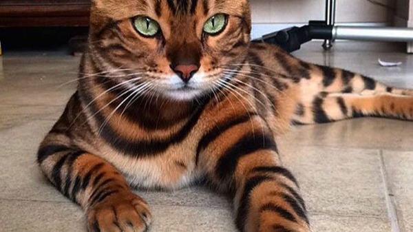 C'est un chat magnifique, qui peut être tigré, comme celui de la photo !